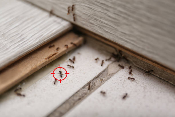 Best Commercial Pest Control Services  in Colfax, IL