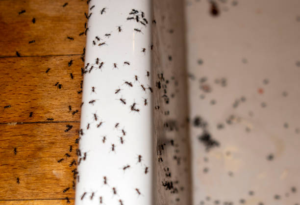 Best Spider Control Near Me  in Colfax, IL