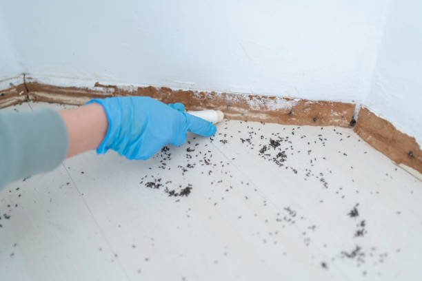 Wasp Removal Services in Colfax, IL